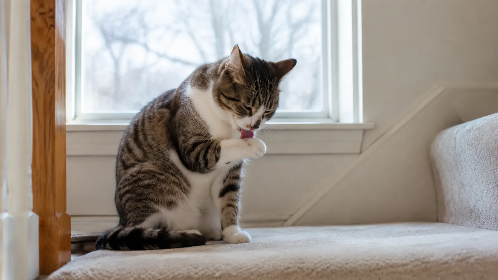 How Greenies Smartbites Ended Our Cat's Hairball Season